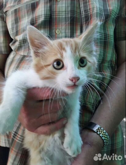 Спасти котят