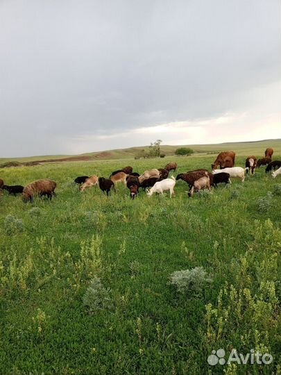 Овцы и Козы