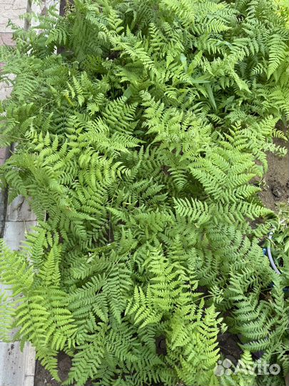 Папоротник садовый