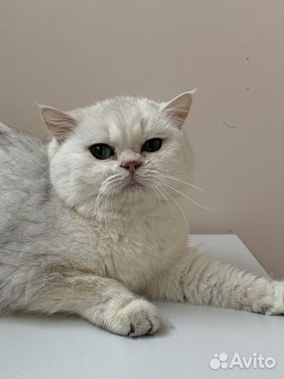 Британская кошка