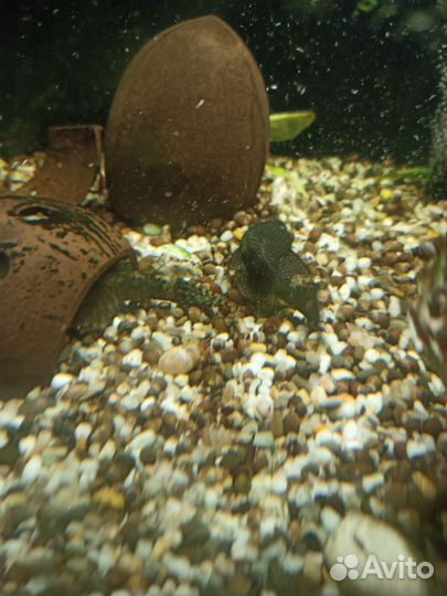 Аквариумные рыбки