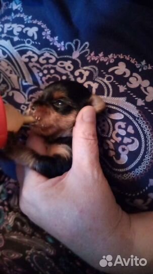 Бутылочки для кормления котят и щенков