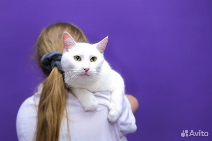 Кот в добрые руки