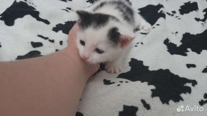 Кошка в дар