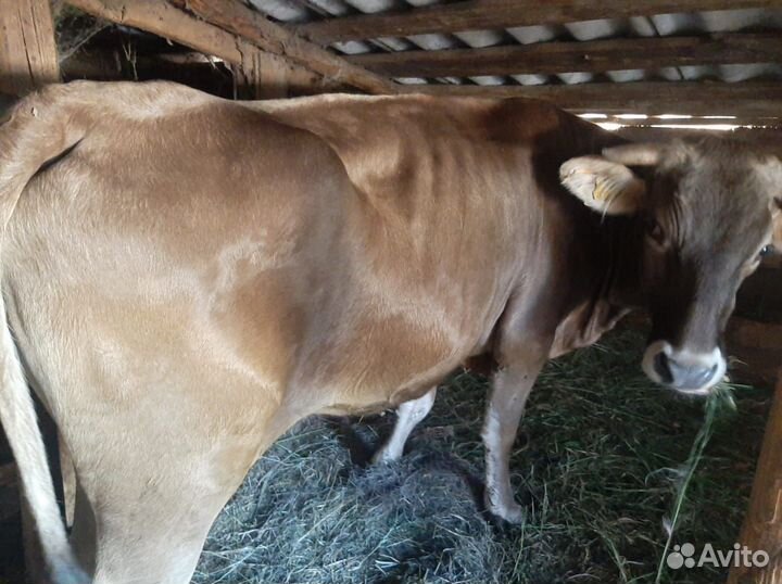 Корова с теленком породы Швиц