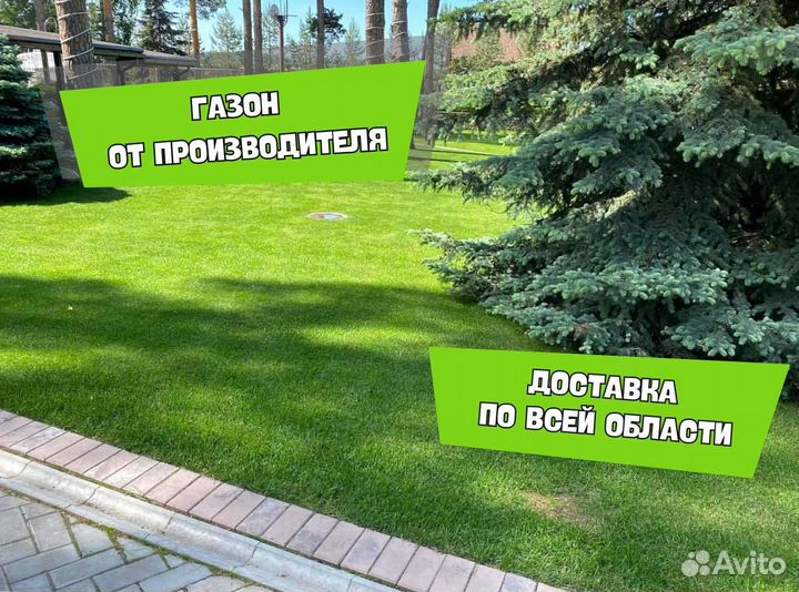 Рулонный газон, посевной газон