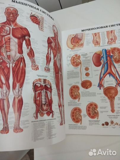 Атлас по анатомии изд.аст бронь для Лейлы