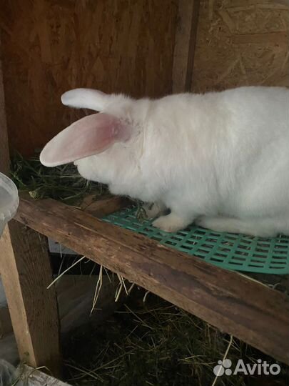 Продается крол