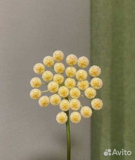 Хойя Обскура