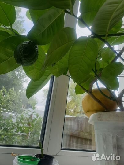 Лимон плодоносящий саженцы