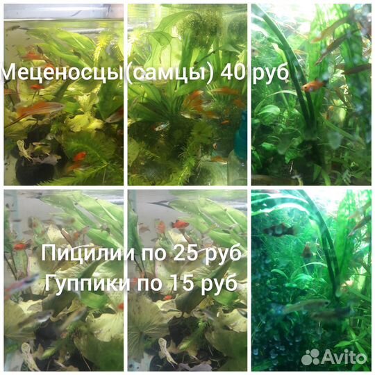 Аквариум дома