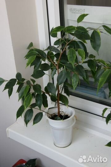 Фикус Бенджамина