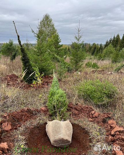 Ель обыкновенная