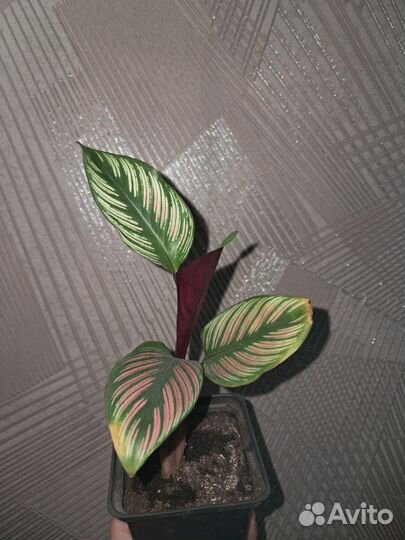 Калатея whiti star