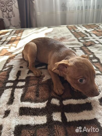 Продается щенок