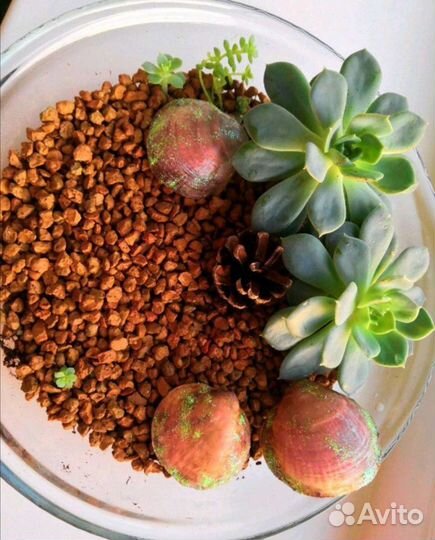 Домашние цветы