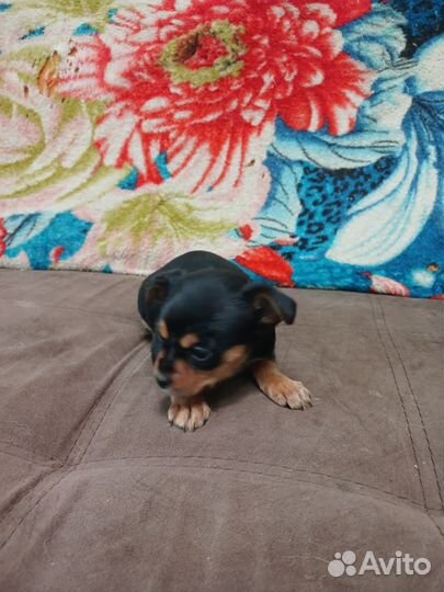 Маленькая собака