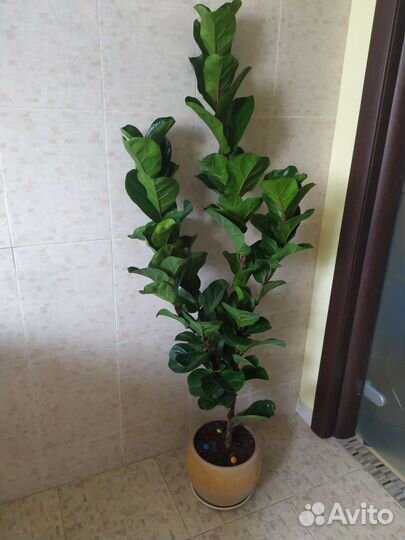 Фикус Лирата Бамбино 1,5 м