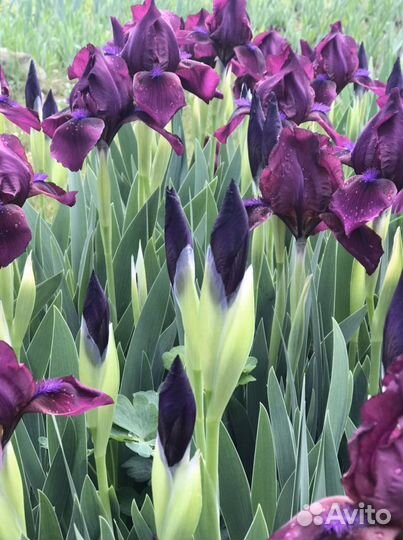 Ирисы карликовые