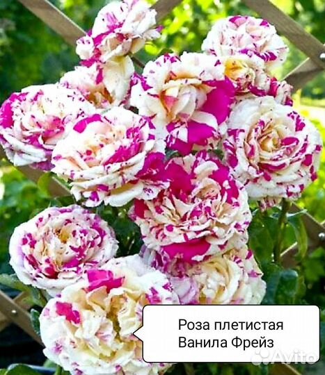 Саженцы плетистых роз корнесобственные