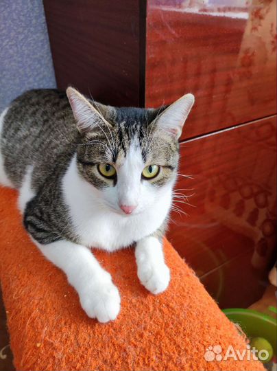 Котик