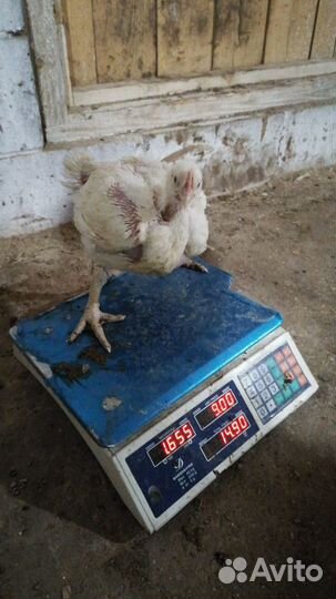 Птице Ферма, в городе Сызрань