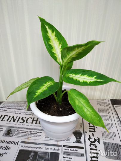 Диффенбахия Камилла