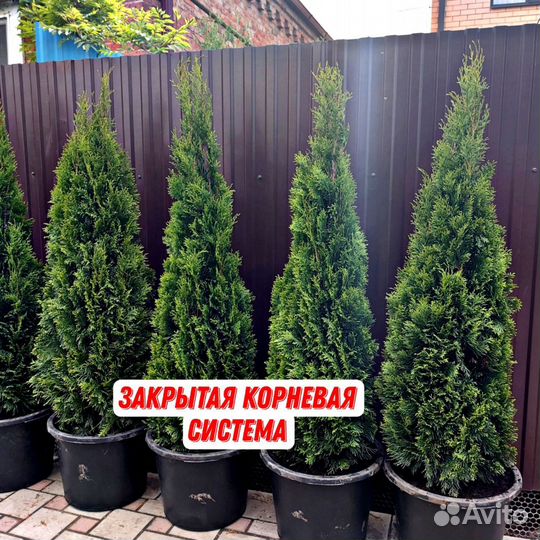 Туи шикарнейшие Колумна Смарагд Ауреа шаровидные