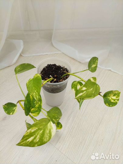 Сциндапсус golden queen