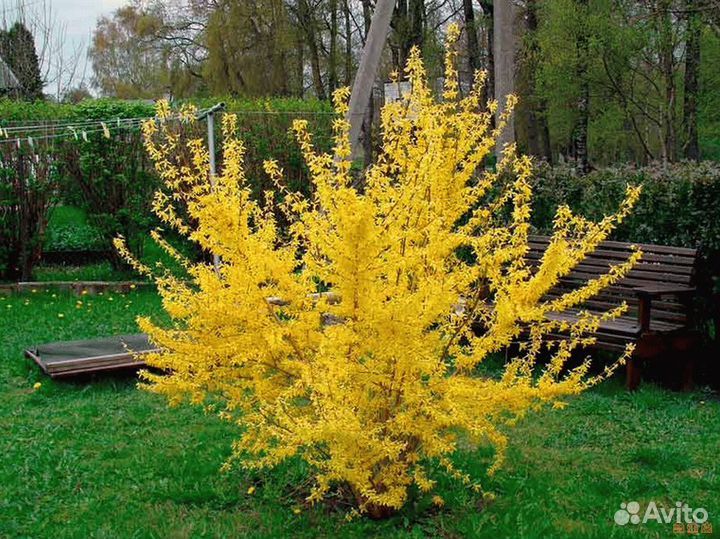 Форзиция кусты