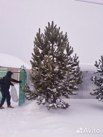 Живые елки, сосны - за 1м