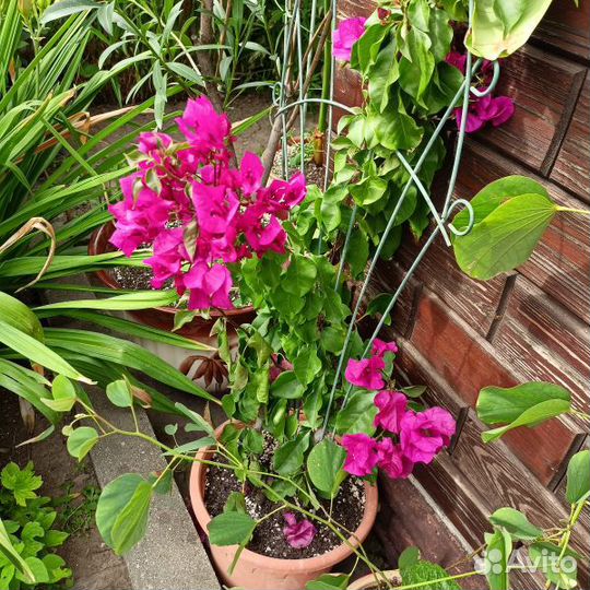 Бугенвиллия Vera Deep Purple. Комнатные растения