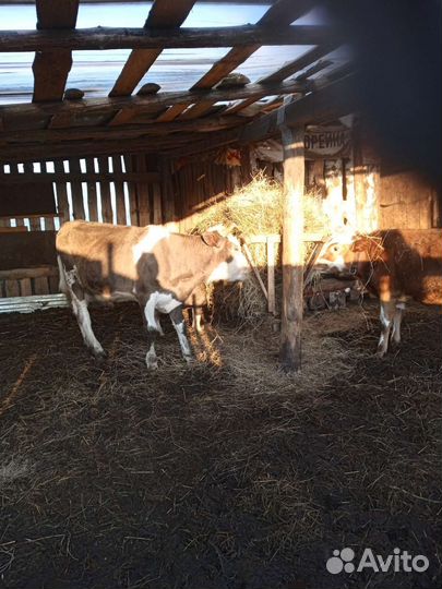 Телята бычки