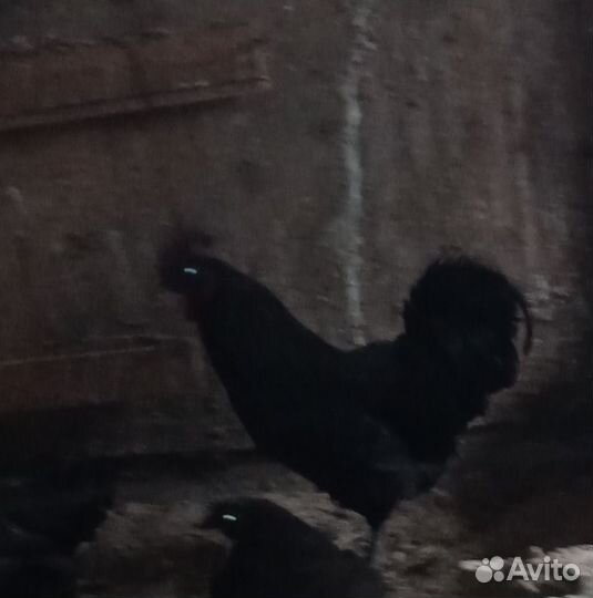 Петухи породистые