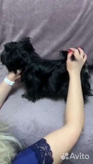 Йоркширский терьер