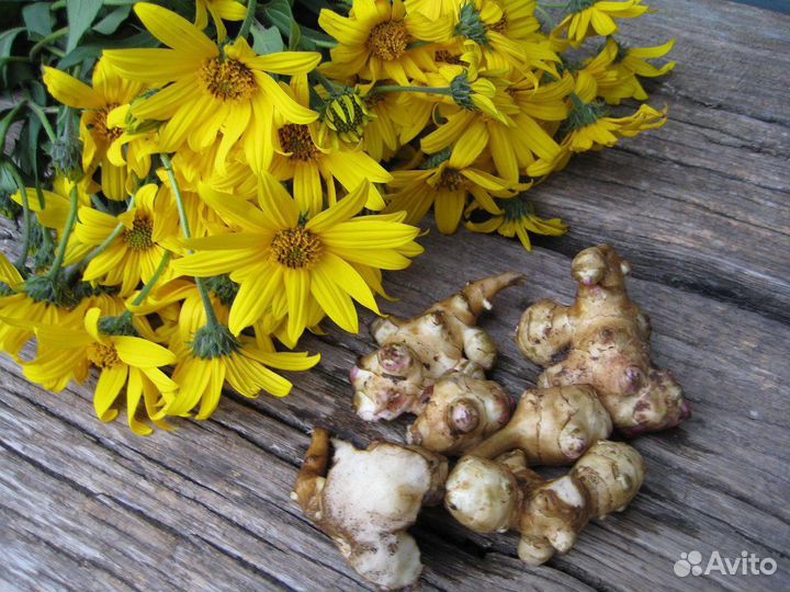 Продам топинамбур (земляная груша )