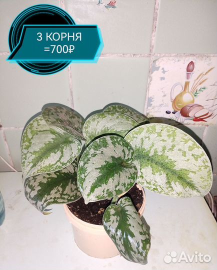 Сциндапсус