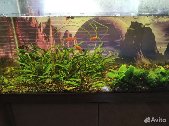 Аквариум с тумбой 200литров