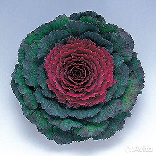 Декоративная капуста семена