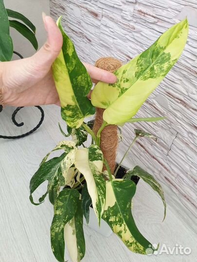 Диффенбахия еллоу, санрайз, Т02