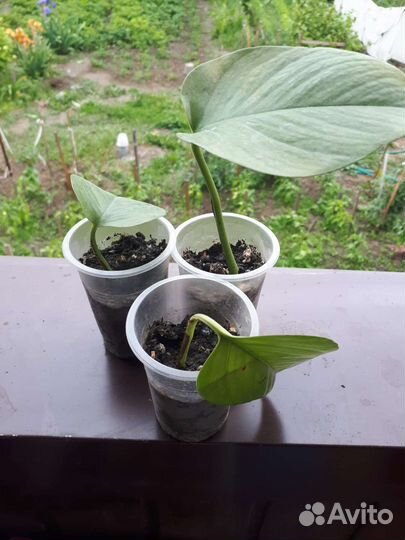 Сциндапсус эпипремнум liana