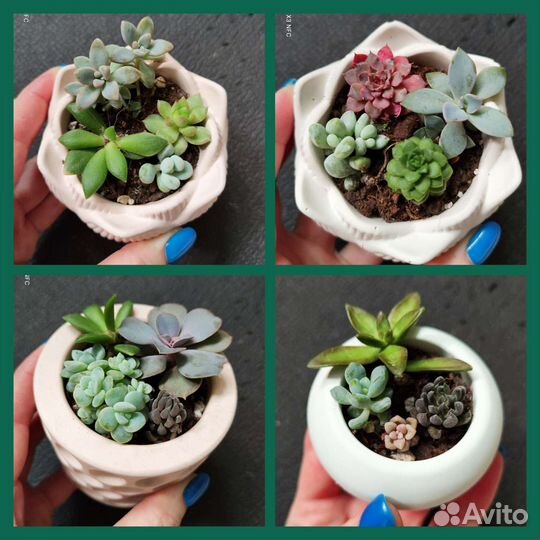 Суккуленты