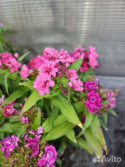 Турецкая гвоздика