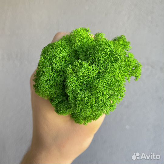 Стабилизированный мох ягель Зелёное Яблоко