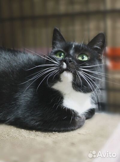 Отдам кошку в добрые руки