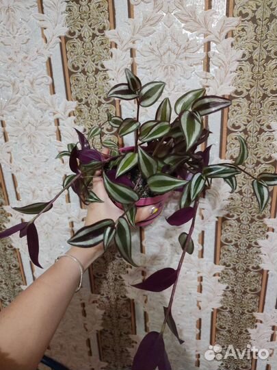 Традесканция зебрина