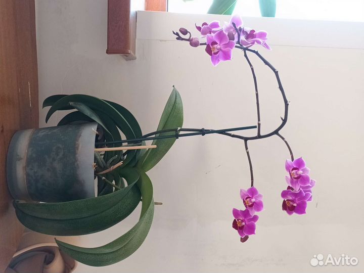 Орхидея доритенопсис