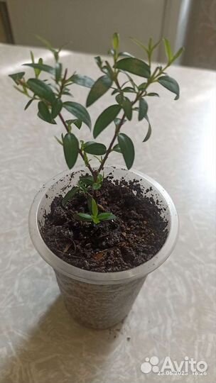 Сциндапсус золотистый, мирт