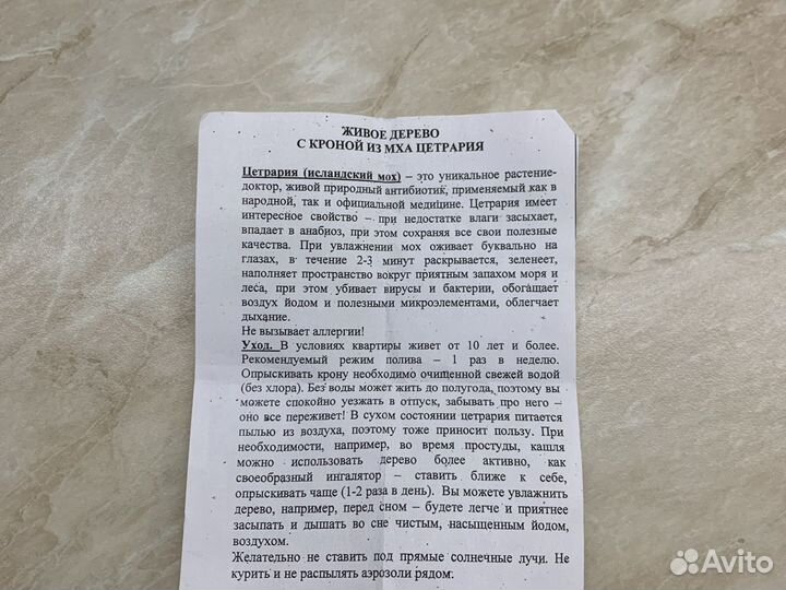 Живое дерево с кроной из мха цетрария