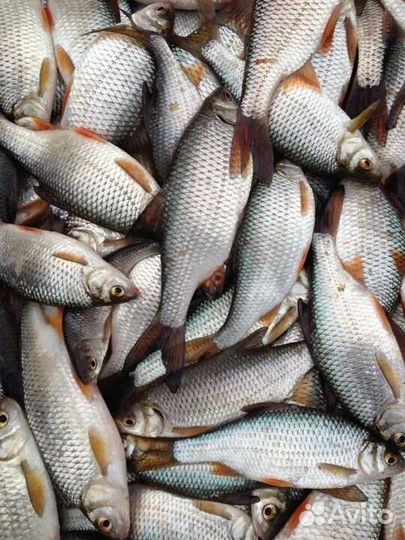 Плотва живая